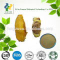 Competitive price african Mango nuclear extract